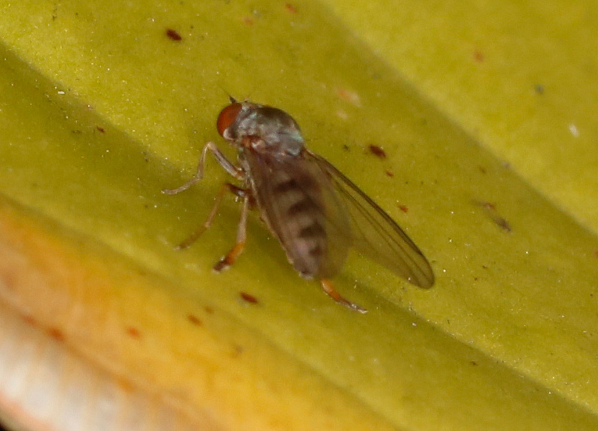 Platyypezidae: Protoclythia modesta, femmina